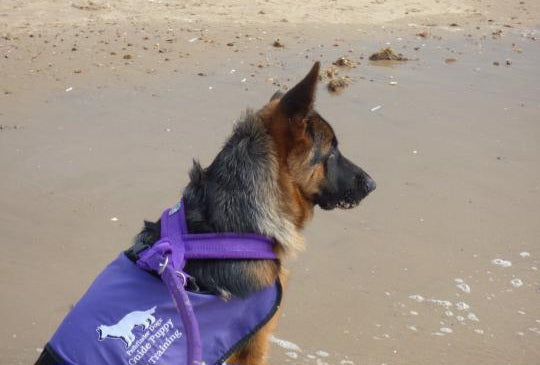 Puppy on the beach - in training jacket 